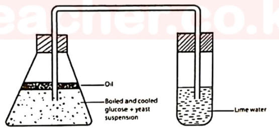 A conical flask of boiled and cooled glucose and yeast suspension under a layer of oil, connected by a delivery tube to a test tube of lime water.