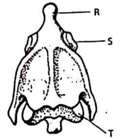 A vertebra viewed from the front with a peg-like projection R at the top, facets S on the sides near the top and T at the bottom.