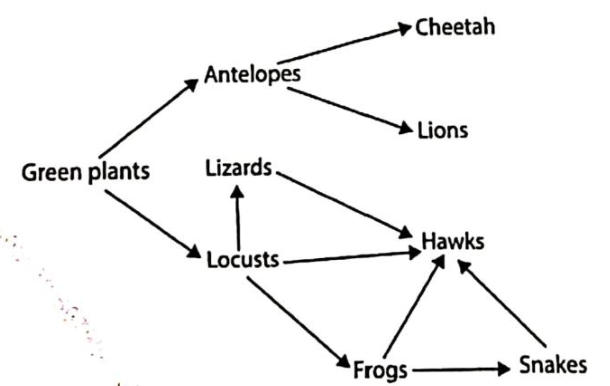 Food web: green plants are eaten by antelopes and locusts; antelopes by cheetahs and lions; locusts by lizards, hawks and frogs; lizards by hawks; frogs by hawks and snakes; snakes by hawks.