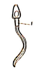 A cell with an oval head, a middle piece labelled F and a long tail.