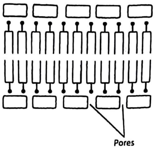 A double layer of phospholipid molecules (heads outward, tails inward) with rows of protein blocks on both surfaces; gaps between the proteins are labelled pores.