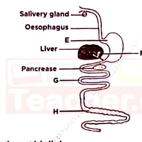 Digestive system of a pig: salivary gland, oesophagus, E (stomach), liver with F, pancreas, G (duodenum), H (lower small intestine).