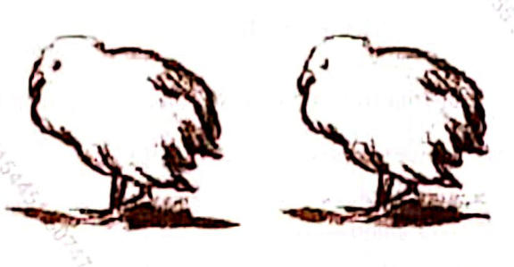 Two dull chicks standing hunched with ruffled feathers and drooping wings.