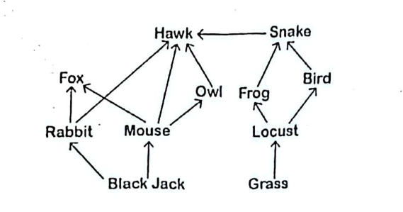 Food web: Black Jack → Rabbit, Mouse; Rabbit → Fox, Hawk; Mouse → Fox, Hawk, Owl; Owl → Hawk; Grass → Locust; Locust → Frog, Bird; Frog → Snake; Bird → Snake; Snake → Hawk.