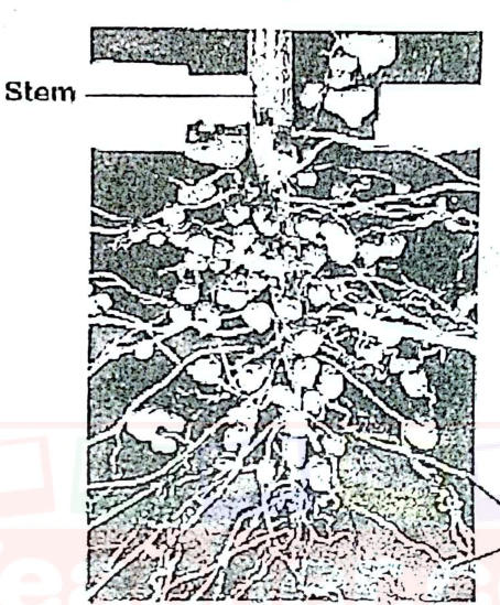Photograph of the roots of a legume covered with many round root nodules.
