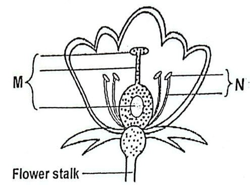 Half-flower: M brackets the central pistil (stigma, style, ovary); N brackets the stamens.