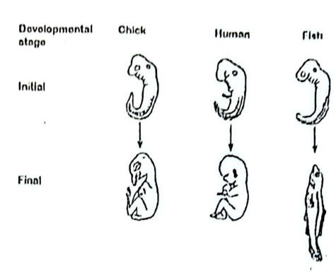 Embryos of chick, human and fish: very similar at the initial stage (all with tails and gill slits), distinct at the final stage.