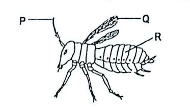 An insect: P labels the antenna, Q the wings and R the segmented abdomen.
