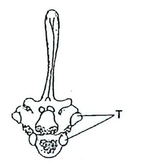 A vertebra with a very long neural spine and articulating facets labelled T at the sides.