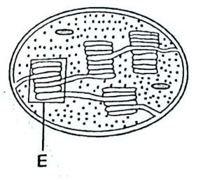 An oval organelle with stacks of membranes (grana), one labelled E, in a matrix.