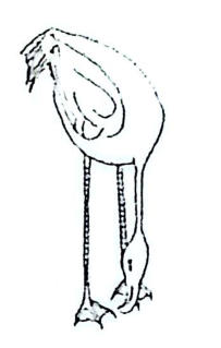 A long-legged, long-necked wading bird (flamingo-like) with its head bent down.