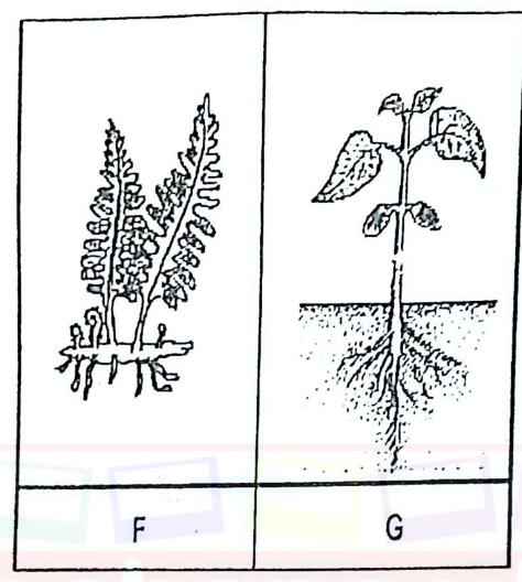 F: a fern with fronds and a rhizome; G: a seedling of a flowering plant with leaves and a branched root system.