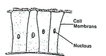 A row of tall columnar cells with hair-like projections (cilia) on their free surface; cell membrane and nucleus labelled.