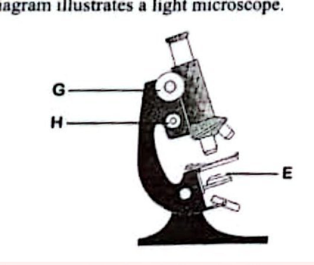 Light microscope with G labelling the coarse adjustment knob, H the fine adjustment knob and E a part on the stage.
