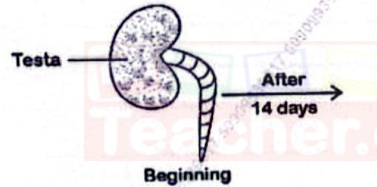 A germinating bean seed (testa labelled) with a radicle marked with equally spaced ink lines at the beginning; an arrow 'After 14 days' points to an empty space for the end result.