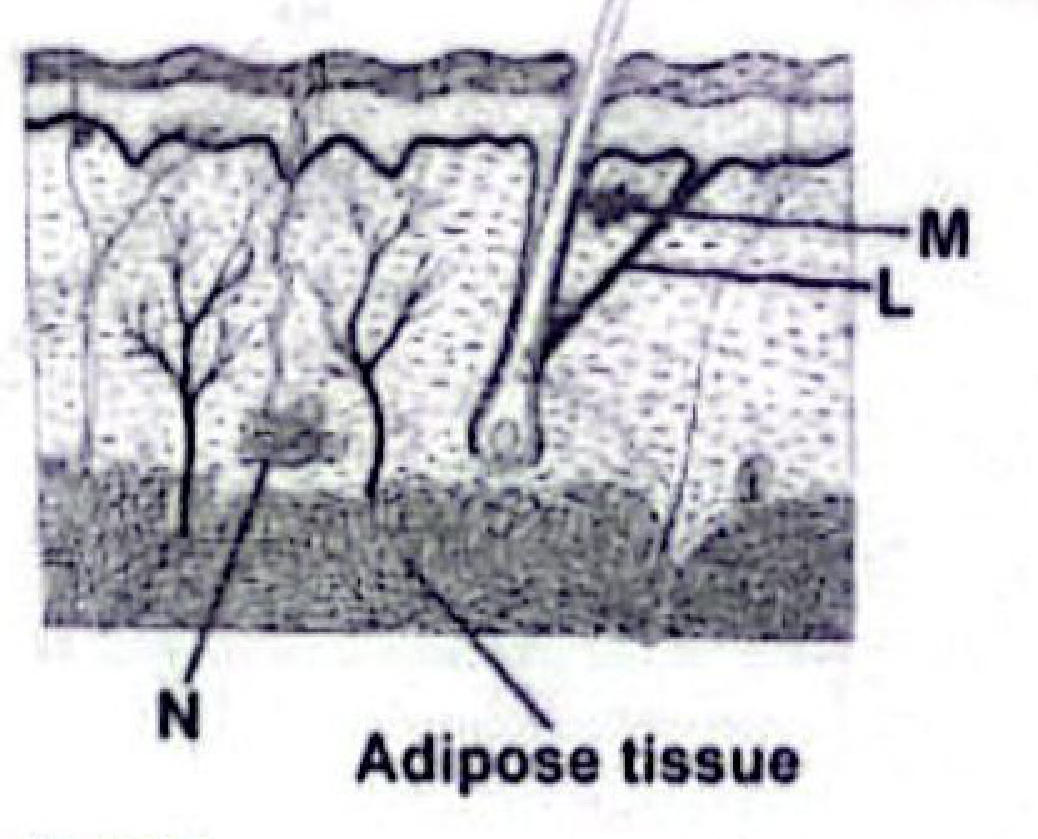 Section of skin: M labels a gland beside the hair follicle, L a muscle attached to the follicle, N a coiled gland deep in the dermis above the adipose tissue.