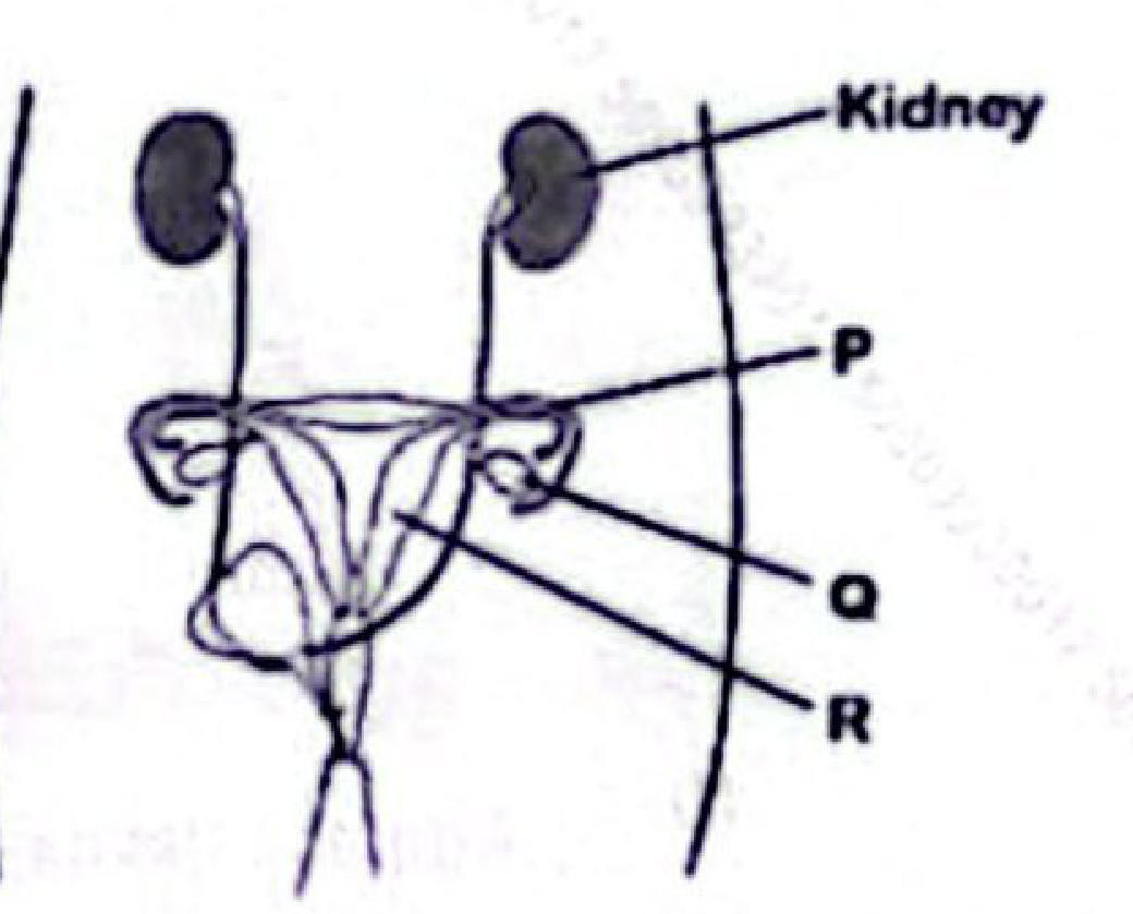 Female reproductive system with kidneys above; P labels the oviduct, Q the ovary and R the uterus.