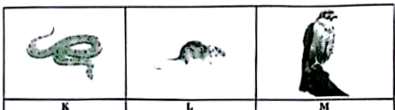 Photographs: K — a snake; L — a rat/mouse; M — a bird of prey (eagle/hawk) perched.