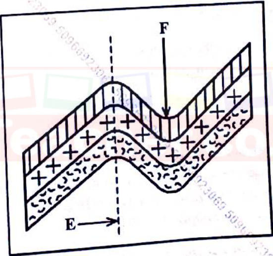 A simple fold of layered rocks with a dashed vertical line through the crest labelled E and an arrow F pointing down into the trough.