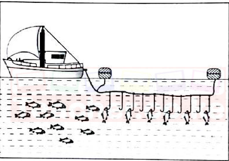 A boat paying out a long line held up by floats, with many short lines and baited hooks hanging down towards a shoal of fish.