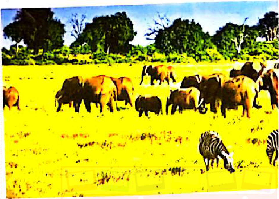 Colour photograph: a herd of elephants and some zebras grazing on open grassland, with a line of trees in the background.